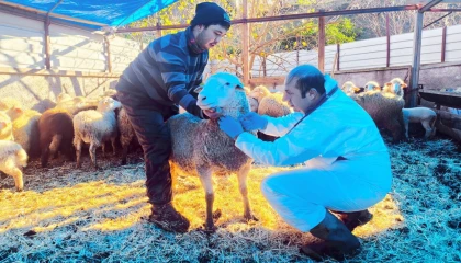 Karadeniz’in ilk hastalıktan ari koyunculuk işletmesi Giresun’da