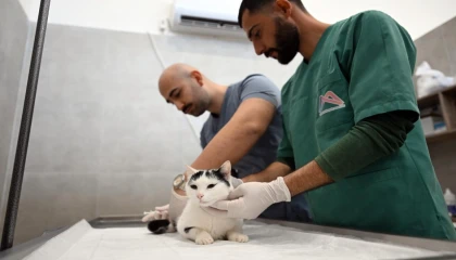 Kediler bu merkezde kısırlaştırılacak