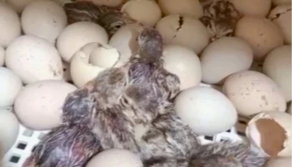 Kırılan her kabuk doğaya nefes oluyor