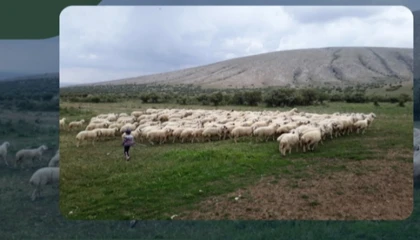 Kırsalda Bereket Projesi hazırlığı... 150 bin küçükbaş dağıtılacak
