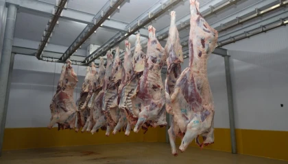 Kocaeli Mezbahası’nda hijyenik ve helal kesim