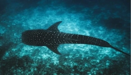 Maldivler ikonik balina köpek balıklarını korumak için Tech4Nature projesini başlattı