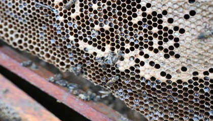 Manisa’da sel mağduru arıcıya destek