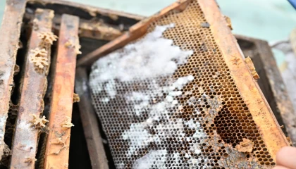 Manisa’da sel mağduru arıcıya kovan desteği