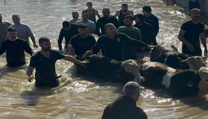 Manisa’da sel sefeberliği... 44 vatandaş ve 127 hayvan tahliye edildi