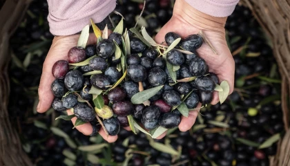 Marmarabirlik’ten 6,8 milyar TL’lik ciro ve ihracatta tarihi rekor