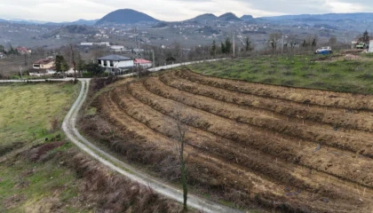 Ordu’da fındıkta verim artışı için yeni uygulama