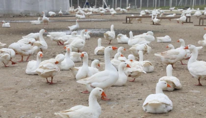 Ordu’da kaz yetiştiriciliği büyüyor