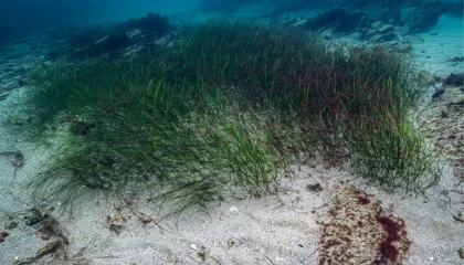 Prof. Dr. Mustafa Sarı’dan ’deniz çayırları’ için acil önlem çağrısı!