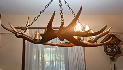 Tekirdağ kaçak tahnit ve trofe operasyonu... 40 parça ele geçirildi