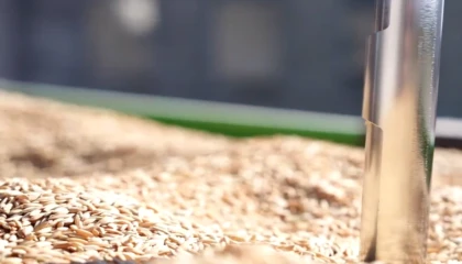 TMO’da çeltik alımları sürüyor