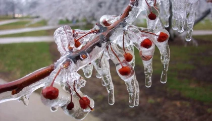 Uzmanlar uyarıyor: Meyve bahçelerinde don riski için mikro-sprinkler çözümleri öne çıkıyor