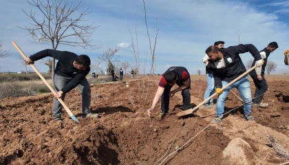 20 bin çınar Şanlıurfa için hazırlanıyor