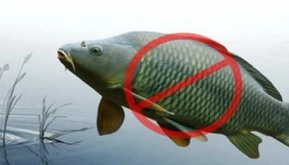 Adana’da sazangillerin avcılığına 31 Mayıs’a yasak!