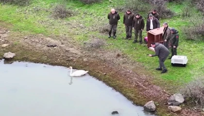 Ankara’da güçten düşen kuğu, Edirne’de doğaya salındı