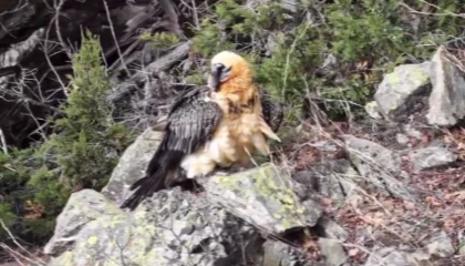 Artvin’de yaralı sakallı akbaba yeniden doğaya döndü