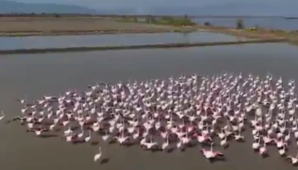 Aydın Söke’de flamingolar ve yaban kuşları için doğaya yardım