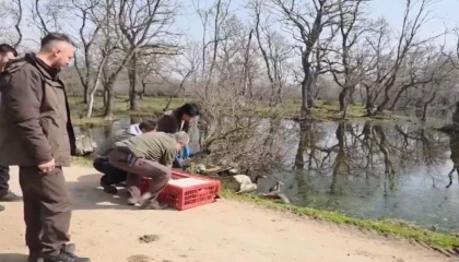 Bursa Karacabey’de yaban hayata özgürlük