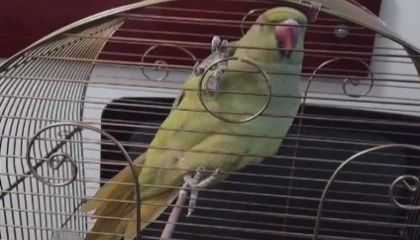 Bursa’da kaçak hayvan ticareti denetim