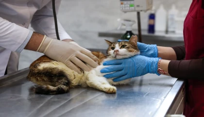 Bursa’da yaralıya kediye Büyükşehir şefkati