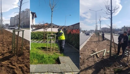 Bursa’nın 700 yıllık mirası 700 çınarla kök salıyor