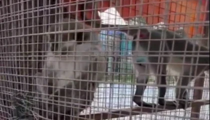 Denizli’de üç örümcek maymunu koruma altında