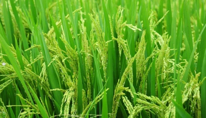 Edirne’de 2026 çeltik ekim başvuruları başladı