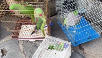 Eminönü’nde petshop denetimi... 39 papağan koruma altında