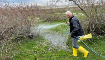Enez’de larva ilaçlaması başladı