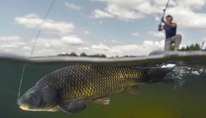 İç sularda sazangiller için av yasağı başladı
