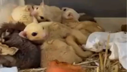 Isparta’da yasa dışı 35 hayvana el konuldu