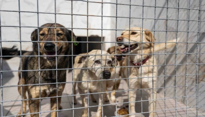 İzmir Bornova’da can dostlara büyük destek