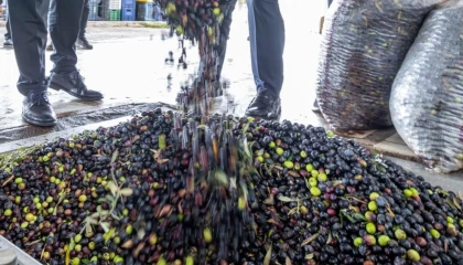 İzmir zeytini için dev adım... Zeytin ve zeytinyağı markalaşma yolunda