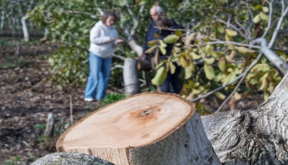 İzmir’de kesilen cevizlerin yerine umut filizlendi