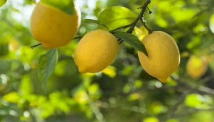 Limon ithalatına kapı açıldı! Limonda ’gümrük’ yüzde 10’a düşürüldü