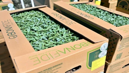 Manisa Gördes’te üreticinin yüzü güldü... Fideler bereketli toprakla buluşuyor