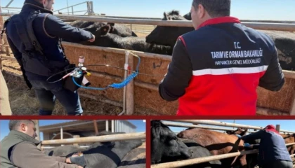 Şap aşısında iğnesiz uygulama deneniyor