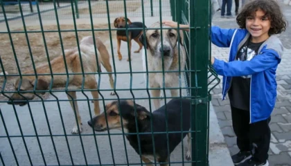 Sokak hayvanları için örnek işbirliği