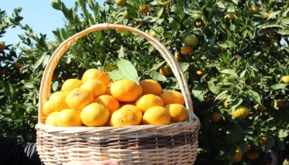 Tarım ürünleri üretici fiyatları yıllık yüzde 40,1 arttı... Aylıkta en yüksek artış turunçgillerde