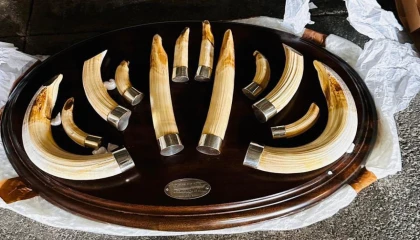 Trabzon’da yaban hayatı kaçakçılığı... 19 kargo ele geçirildi!