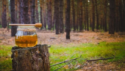 Türk çam balı için Ar-Ge atağı