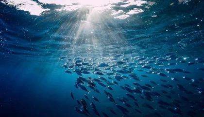 Türkiye o komisyonda gözlemci ülke oldu