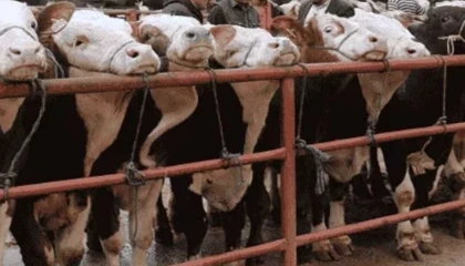 Balıkesir Gönen’de hayvan pazarlarına ’şap’ tedbiri