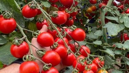 Balıkesir’de zincir markete ’fahiş fiyat’ incelemesi... Zincir markette kokteyl domates vurgunu!