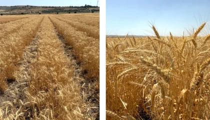 Bisküvilik buğday üretimi başladı