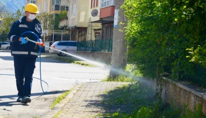 Bu ili kokarcalar istila etti