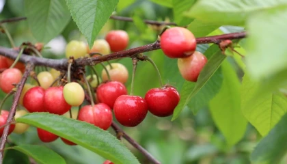 Bu yıl kiraza doyacağız