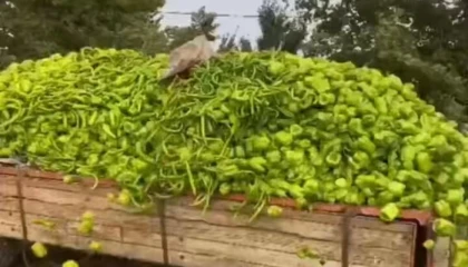 Bursa’daki “biber” görüntülerine bakanlıktan yalanlama