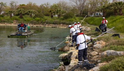 Çakalburnu Lagünü’nden Körfez’e yayılan yosunlara yoğun müdahale