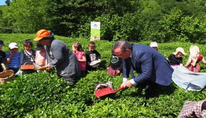 Çay İşletmeleri’ne personel atamalarında 40 yaş şartı aranmayacak